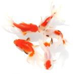 ショッピング金魚 （金魚）更紗バルーンオランダ獅子頭　（外国産）（１匹）