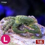 （海水魚）カニ　エメラルドグリーンクラブ　Ｌサイズ（１匹）