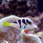 （海水魚）シマキンチャクフグ　Ｌサイズ（１匹）