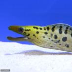 ( морская рыба ) износ goisiutsubo(1 шт ) Hokkaido * Kyushu авиапочта необходимо теплоизоляция 