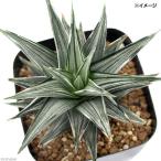 （多肉植物）ハオルチア　幻の塔　２．５〜３号（１鉢）