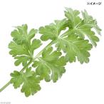 ショッピング虫除け （観葉植物）ハーブ苗　アルテミシア　ワームウッド　３号（１ポット）　虫除け植物　家庭菜園