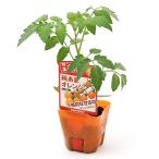 ( декоративное растение ) Suntory овощи рассада помидор оригинальный .. orange 3 номер (3 pot ) огород 