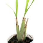 (観葉植物)ハーブ苗 レモングラス 3〜3.5号(1ポット) 家庭菜園