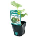 ( декоративное растение ) Suntory овощи рассада дыня .. становится дыня 3 номер (1 pot ) огород фрукты фрукты 