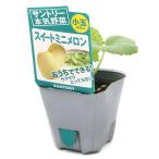 ( декоративное растение ) Suntory овощи рассада me ronsui -to Mini дыня 3 номер (1 pot ) огород фрукты фрукты 