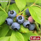 ( декоративное растение ) фруктовое дерево рассада голубика. ... звезда высокий втулка серия 5 номер (1 pot ) огород фрукты фрукты 