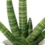 ( декоративное растение ) интерьер сансевиерия bonse Len sis5 номер (1 горшок )