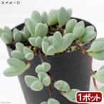 ( суккулентное растение ). рыба полосный (......) Brown sia maxi mi задний ni3~3.5 номер (1 pot )