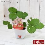 （観葉植物）野菜苗　イチゴ　天使のいちご　エンジェルエイト　３号（１ポット）　家庭菜園　いちご苗