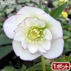 (観葉植物)クリスマスローズ ホワイトオーケストラ 3号(1ポット) 北海道冬季発送不可
