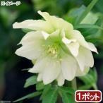 ショッピングクリスマスローズ （観葉植物）クリスマスローズ　アンジェリエ　３号（１ポット）