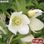 （観葉植物）クリスマスローズ　プチドール　栞　３号（１ポット）