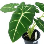 （観葉植物）アロカシア　グリーンベルベット　３．５〜４号（１鉢）