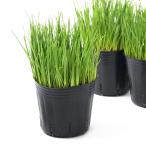 �i�ϗt�A���j�C�^���A�����C�O���X�@�����������̑��@�R���i�R�|�b�g�j�@�o�u�o�@�L���@���_��