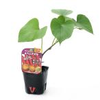 ( декоративное растение ) овощи рассада батат ....3 номер (3 pot ) огород 