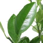 ( декоративное растение ) фруктовое дерево рассада mi can ... сырой 5 номер (1 pot ) мандарин уншиу огород контактный . дерево фрукты фрукты 