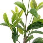 ( декоративное растение ) 4 сезон .. wooden 3 номер (1 pot )