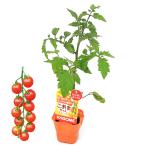 ( поступление нерешительный )( декоративное растение ) корзина me овощи рассада помидор ... Chan orange 3 номер (1 pot ) огород 