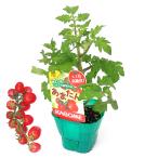 ( поступление нерешительный )( декоративное растение ) корзина me овощи рассада помидор . кроме того, .3 номер (3 pot ) огород 