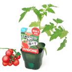 ( поступление нерешительный )( декоративное растение ) корзина me овощи рассада помидор рабочее время. нет помидор ...3 номер (3 pot ) огород 