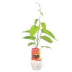 ( декоративное растение ) in ka орехи 3 номер (1 pot ) огород 