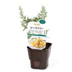 ( декоративное растение )S&B овощи рассада розмарин 3 номер (3 pot ) огород 