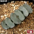 ハオルチア玉扇選抜苗２．５〜３号