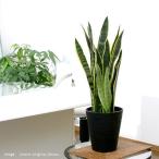 (観葉植物)大型 インテリア サンスベリア 6号(1鉢)
