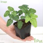 ( луговые и горные травы ) бонсай три лист akebi рассада 3 номер (1 pot )