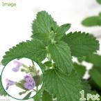 ( декоративное растение ) трава рассада мята кошка мята ja Ian to3 номер (1 pot ) огород 