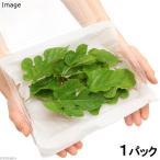 （観葉植物）国産　採れたて　クワの葉（無農薬）（１パック分）　うさぎ　リクガメのおやつ