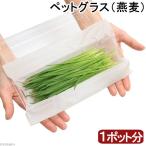 とれたて生牧草　新鮮若葉　ペットグラス（燕麦）（１ポット分）　無農薬　うさぎ　猫　犬　おやつ