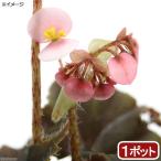 （観葉植物）根茎性ベゴニア　黒鷲　３．５号（１ポッ