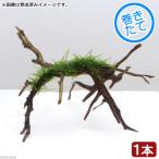 ( водоросли ) наматывать длина Willow Moss b Lancia -chi коряга ( подводный лист )( нет пестициды )( 1 шт. )