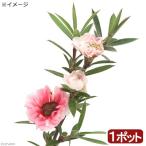 （観葉植物）ハーブ苗　ティーツリー　マヌカ　赤花　３号（１ポット）　家庭菜園