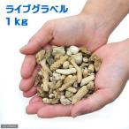 ( морская рыба ) фильтрующий материал бактерии имеется Live gravel (1kg) Hokkaido * Kyushu авиапочта необходимо теплоизоляция 