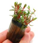 （水草）アラグアイア　レッドロタラ（水上葉）ログポット付（無農薬）（１個）