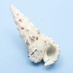  раковина ракушка коллекция oninotsunogai(1 шт )