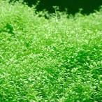 鉢植え南米産ミズハコベ