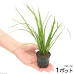 ( водоросли )siperus ад Ferrie ( водный лист )(1 pot минут )