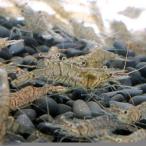 ( креветка ). надеты гарантия есть сырой приманка корм для волокно креветка (30g). приманка 