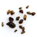 ( креветка *.). надеты гарантия есть сырой приманка корм для шт .S размер примерно 0.3~1.5cm(20 шт ). приманка Hokkaido * Kyushu авиапочта необходимо теплоизоляция 