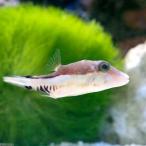 ( морская рыба ) Caribbean sharp нос pa мех (1 шт ) Hokkaido * Kyushu авиапочта необходимо теплоизоляция 