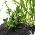 ( креветка *.). надеты гарантия есть сырой приманка кожа Nina (100g). приманка 