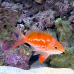 ( морская рыба ) Sakura da eos (1 шт ) Hokkaido * Kyushu авиапочта необходимо теплоизоляция 