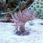 ( коралл ) Okinawa производство yawa коллектор katatosakaS размер (1 шт ) y-100 Hokkaido * Kyushu авиапочта необходимо теплоизоляция 