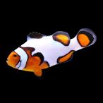 ( морская рыба ) один пункт предмет черный Picasso Crown ( bleed ) CF-73(1 шт ) Hokkaido * Kyushu авиапочта необходимо теплоизоляция 