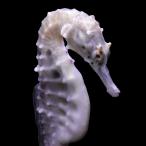 （海水魚）一点物　ポットベリーシーホース（ブリード）　メス　ＳＨ−９（１匹）　北海道・九州航空便要保温