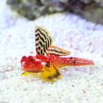 （海水魚）ルビーレッドドラゴネット　オス（１匹）　北海道・九州航空便要保温